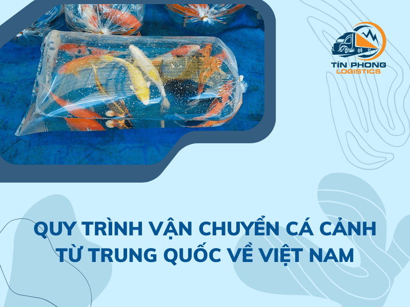 Quy trình vận chuyển cá cảnh từ Trung Quốc về Việt Nam